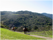 A horse trail