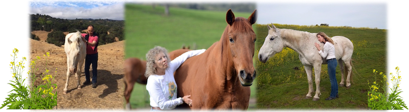 Triptych of Equine-imity