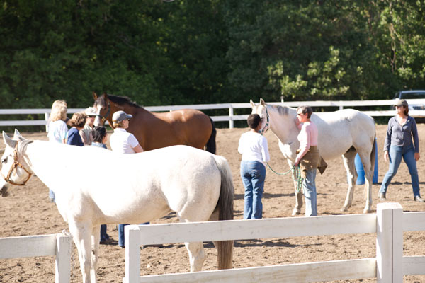 Horse-Human Meet and Greet